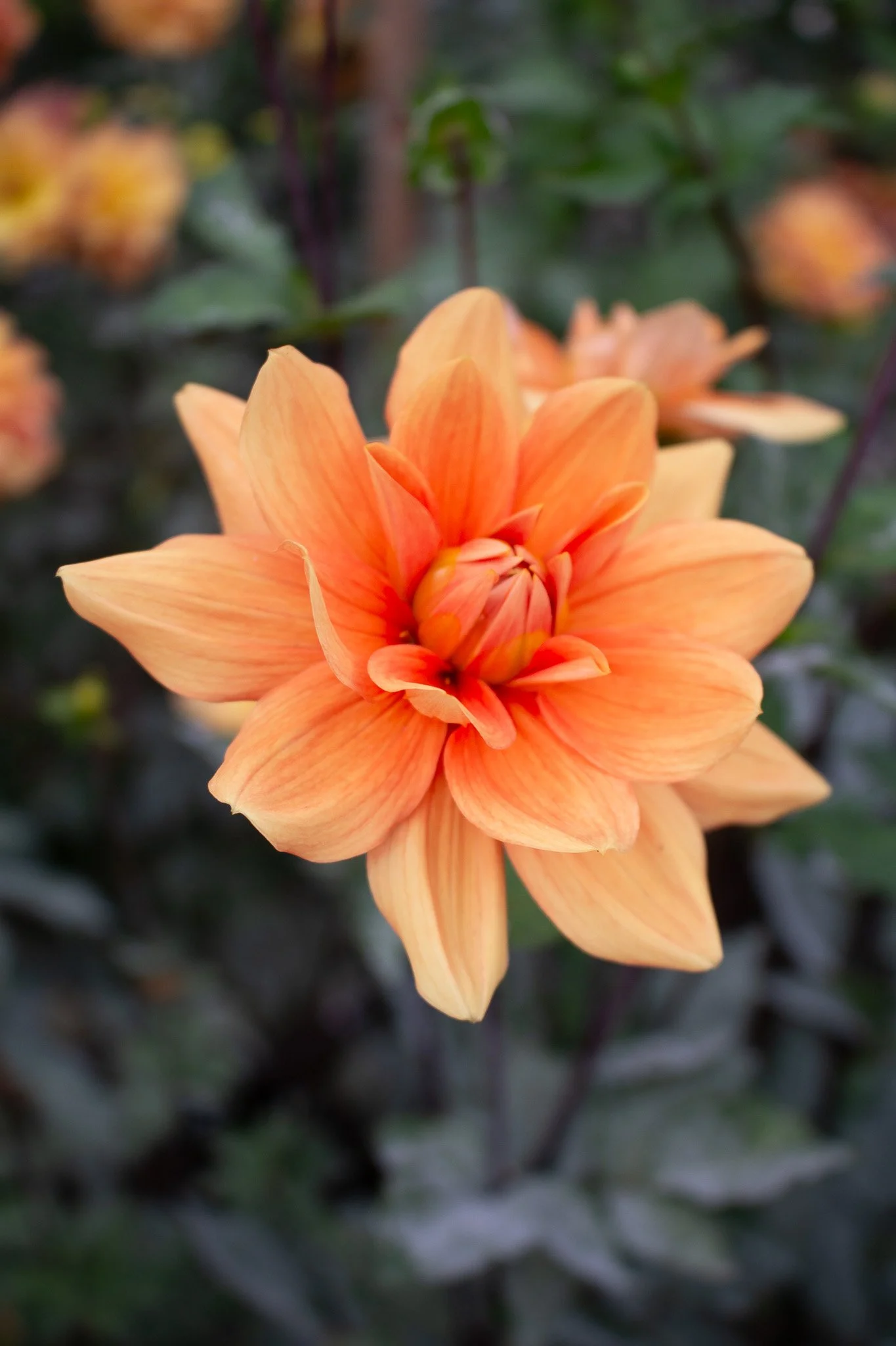 dahliaさま　専用ページ Dahlia : Teddy — ciderpress lane